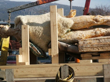 Frank teh Baggage Handler crated and ready to be removed from the Penticton roundabout after he had been vandalised.